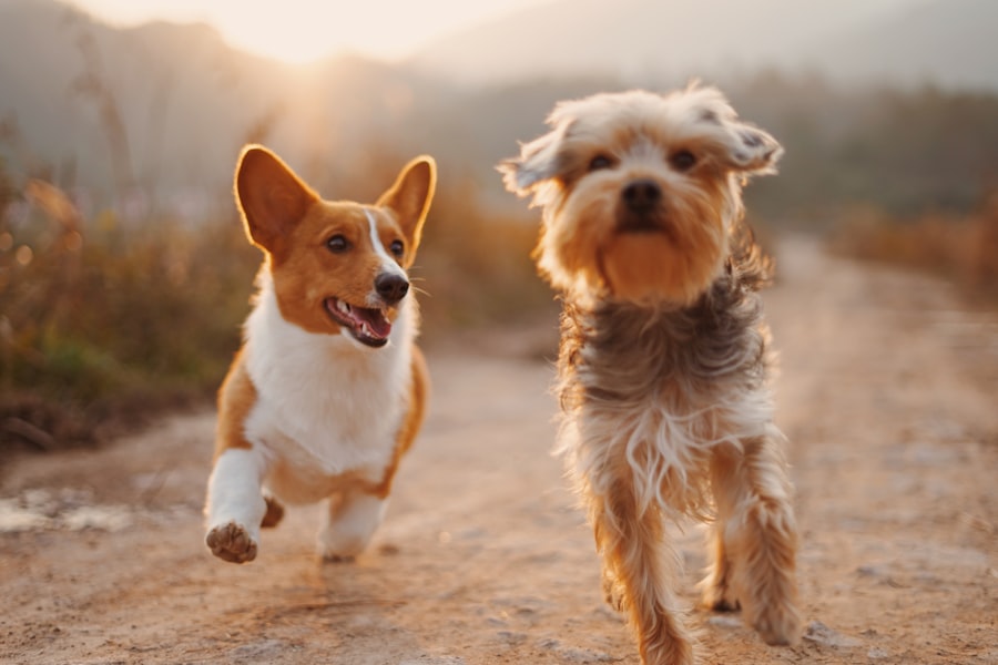 Dog Groomers